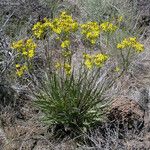 Crepis acuminata Habit