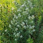 Pycnanthemum verticillatum Flower