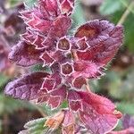 Teucrium chamaedrysFlower