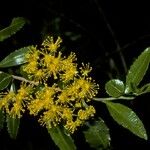 Azara lanceolata Virág