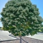 Fraxinus griffithii Habitatea