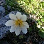 Anemone baldensis Flower