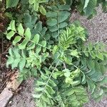 Dendriopoterium menendezii Leaf