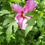 Hibiscus syriacus Fleur