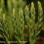 Lycopodium × oellgaardii Other