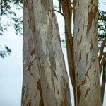 Eucalyptus camaldulensis Bark