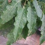 Handroanthus heptaphyllus Folha