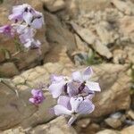 Matthiola lunata Flower