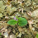 Galearis spectabilis Leaf