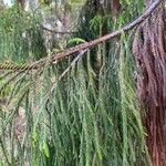 Dacrydium cupressinum Folla