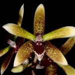 Dendrobium munificum Flor