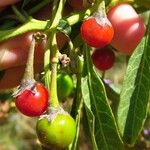 Solanum elaeagnifolium Fruit