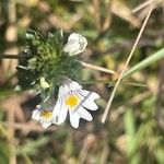 Euphrasia nemorosa