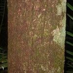 Micropholis acutangula 樹皮