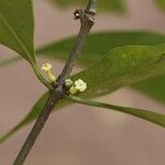 Pleiocarpa pycnantha Flower