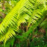 Cyathea glauca Leaf