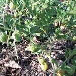Physalis viscosa Habitus