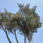 Cupressus macrocarpa 叶