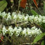 Cyrtorchis ringens Flower