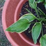 Alstroemeria aureaFeuille