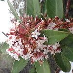 Acokanthera oblongifolia Blatt