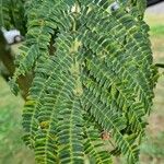 Albizia harveyi Лист