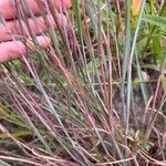 Schizachyrium scoparium Blatt