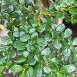 Azara microphylla Ліст