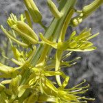 Stanleya pinnata Flower