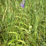 Veronica longifoliaFlower