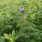 Phacelia tanacetifoliaBloem