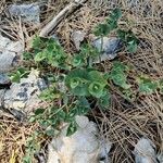 Aristolochia pistolochia Habit