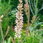 Francoa appendiculata Цвят