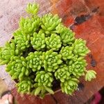 Sedum hirsutum Folla