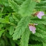 Teucrium scordium Folha