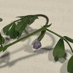 Vicia lathyroides Fleur