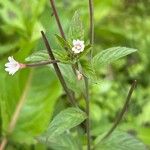 Epilobium roseum Flors