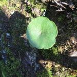 Umbilicus rupestris Leaf