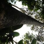 Polyscias fulva Rinde
