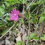 Silene × hampeana Flower