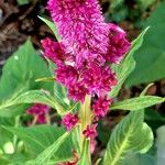 Celosia argentea Blüte