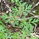 Physospermum cornubiense Leaf