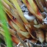 Juncus trifidus Yeri