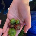 Sempervivum globiferum Folla