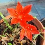 Cyrtanthus elatus Flower