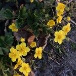 Waldsteinia ternata Çiçek