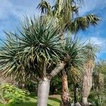 Dracaena draco Blad