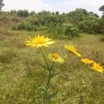 Berkheya spekeana Kwiat