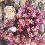Hylotelephium telephium Fula