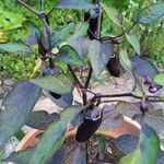 Capsicum frutescens 果實